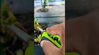 How to remove squash vine borer larvae  Right Way to Save your plant amazing gardening viral [upl. by Arthur]