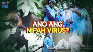 Ano ang Nipah virus  Need To Know [upl. by Oicinoid148]