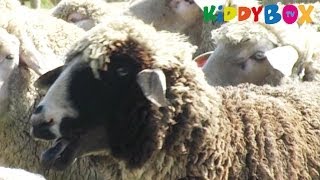 Bauernhof Tiere  Schafe  Sheep  KIDDYBOXTV [upl. by Apostles]