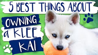 Alaskan Klee Kai  5 Best things about owning a Klee Kai [upl. by Ahsinahs]