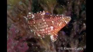 Little Maroi Wrasse  Cheilinus bimaculatus [upl. by Nette490]