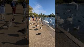 Hyde park London Uk shortvideo birds duck bestfeelingintheworld london uk [upl. by Ricardo]