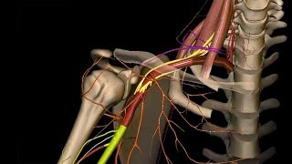 Obere Extremität  Arterien an Schulter Oberarm und Ellenbogen  3D [upl. by Dynah]