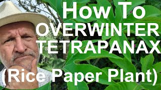 Tropical Gardens UK How to Overwinter Winterize Tetrapanax papyrifer Rex T Rex Rice paper Plant [upl. by Jola640]