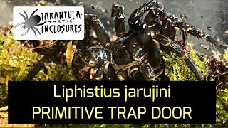 Liphistius jarujini PRIMITIVE TRAP DOOR spider [upl. by Araec]