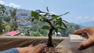 My Plum Tree Bonsai  Repositioned  Pruned [upl. by Noynek]