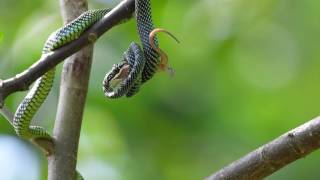 Paradise tree snake Chrysopelea paradisi [upl. by Kathlene]