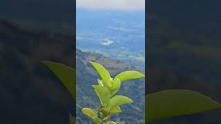 Panorámica desde Santa Bárbara Antioquia 💚 santabarbara santabarbaraantioquia ríocauca [upl. by Bromleigh]