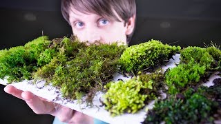 Collecting amp Identifying Moss [upl. by Bascio]