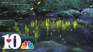 Synchronous fireflies event returns to the Great Smoky Mountains National Park in early June [upl. by Wight987]