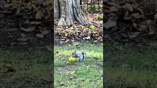 Piebald squirrel [upl. by River]