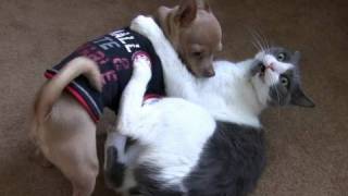 CAT VS DOG  Chihuahua and Cat Wrestling [upl. by Notsnarc]