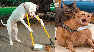 Best cats and dogs talking funny videospart1 [upl. by Puduns]