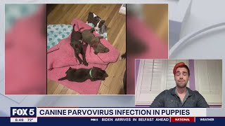 Canine parvovirus infection in puppies What you need to know  FOX 5 DC [upl. by Hyozo537]