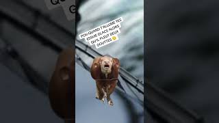 Lessuie glace trendingshorts viralvideo memes trending funny cat cute [upl. by Olram]