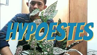 Hypoestes [upl. by Adolphe]