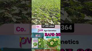 Pvr agri genetics himmatnagar Rani26 bhinda Mo9714014364Anilgamit [upl. by Llehcsreh]