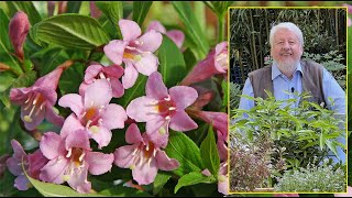 TOUT SAVOIR SUR LE WEIGELA ARBUSTE QUI RÉUSSIT DANS TOUS LES JARDINS Le quotidien du jardin N°197 [upl. by Holden]