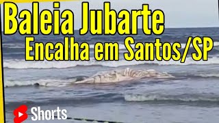 Baleia Jubarte Encalha Na Praia de Santos  Mais Informações na Descrição [upl. by Ayarahs]