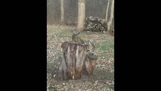 Deer squabble Stump politics deer natureshorts naturevideos nature deershorts deervideos [upl. by Stubbs]