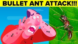 Most Painful Insect Bite A Human Can Experience  Bullet Ants [upl. by Rhoades871]