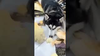 Funny animals videos part67 [upl. by Ordnaxela]