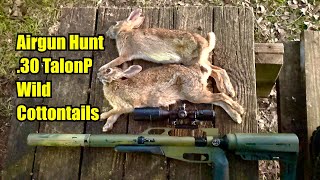 Wild Cottontail Rabbit Hunt Clean amp Cook w 30 TalonP Air Rifle 100 Organic amp Sustainable Meat [upl. by Eidroj255]