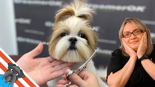 Shih Tzu grooming  Shih tzu haircuts with a very tangled coat [upl. by Shimkus]