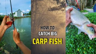 How to fishing tricks  carp match fishing 2024  single hook fishing tips fish bait carp river [upl. by Acireh310]