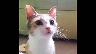 Videos de gatos tiernos dulces y divertidos [upl. by Atsirc]