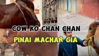 Bachara 🐄 Ka name Bhi rak diha  Chan chan pinai machar gia vlog [upl. by Ethban]