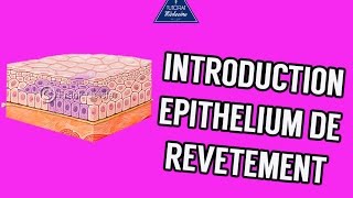 02  Introduction Epithélium de revêtement [upl. by Pillyhp]