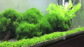 Flame moss amp Weeping moss  planted aquarium [upl. by Curr]