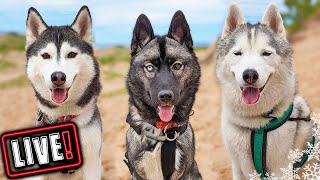 Husky Hangout LIVE 🔴 LIVE Q amp A With our Siberian Huskies [upl. by Anyehs]