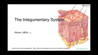 ANAT10106Integumentary system [upl. by Ilak]