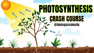 Photosynthesis Crash Course in 45 Minutes 🌱☀️ Plant Physiology biologyexams4u [upl. by Tnecillim522]