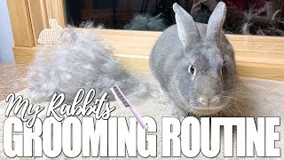 My Rabbits Grooming Routine [upl. by Nahtaneoj]