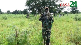 CASAMANCE  LARMÉE DÉTRUIT PLUS DE 50 HECTARES DE CHAMPS DE CANNABIS [upl. by Brianna]