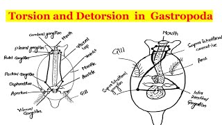 Torsion and Detorsion in Gastropoda [upl. by Aivekal]