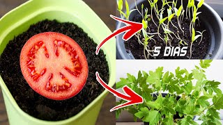 🍅🍅 Germinar tomates en 5 días en casa  Sembrar plantar y cultivar tomates [upl. by Yesteb]