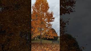 Warkworth  Majestic tulip tree showing its brilliant colours tatamoc15secondsinnature [upl. by Garvey]