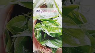 ପସାରୁଣୀ ପତ୍ର ବରା  Pasaruni Patra BaraPaederia foetida shorts ayurveda lostrecipe odiafood [upl. by Anowahs]