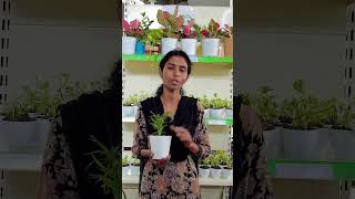 Offer 😍 130 Only 😍 Chamaedorea Elegans Plant  Pot indoorsplants gardening newvideo shorts [upl. by Amaj458]