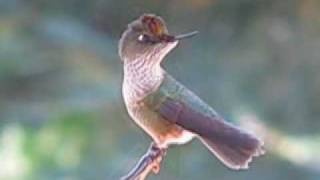 Picaflor Rubí Sephanoides galeritus Bariloche Hummingbirds [upl. by Salomone]