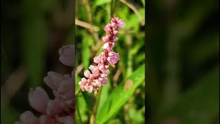 Persicaria maculosaPolygonaceae family trending nature flowers flower forest forests flora [upl. by Hsirap]