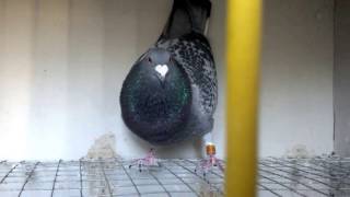 Cattrysse Pigeon [upl. by Enelra]