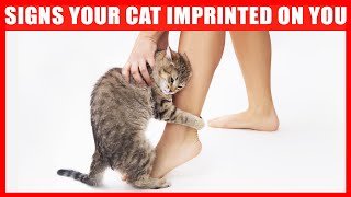 15 Signs Your Cat Considers You Its Mother [upl. by Onateag]