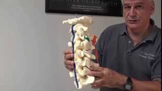 Anterior and posterior longitudinal ligament damage Neck injury from whiplash [upl. by Einahpets66]