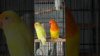 Best Pairing for Cremino Opaline lovebirds cremino DecOpalineIno viralvideo shorts [upl. by Nurse]