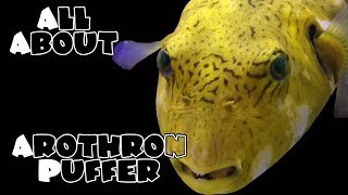 All About The Arothron Mappa Puffer  THE GOLDEN PUFFER  RARE [upl. by Davison243]